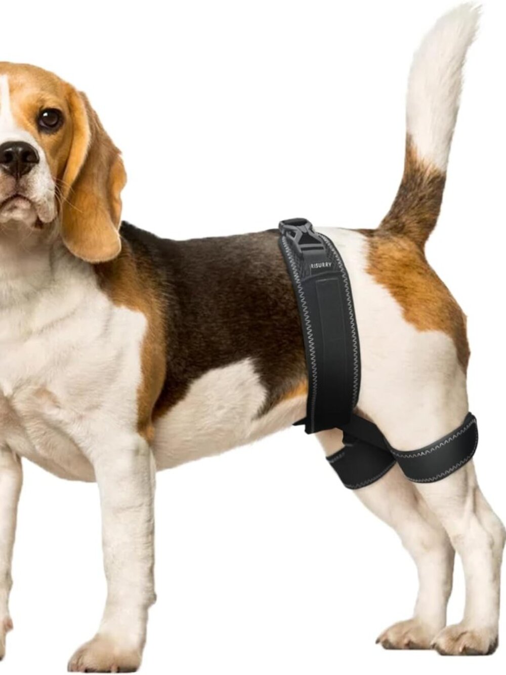 CHAMIN Dog Hip Brace